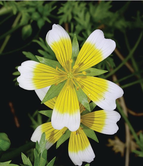 Douglas Meadowfoam (Limnanthes douglasii) is a long-blooming annual wildflower with special value to native bees. It reseeds to begin a new annual cycle each year.